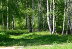 Europäischer Laubwald